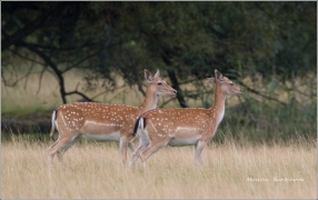 <p>DANĚK SKVRNITÝ (Dama dama) Šluknovsko - obora /Fallow deer - Damhirsch/</p>